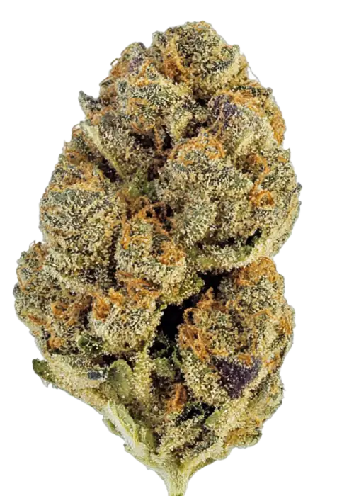 Animal Cake, yüksek THC içeriği ve eşsiz narenciye aromasıyla bilinen Indica dominant bir türdür. Etkilerini ve genetik yapısını keşfetmek için tıklayın.