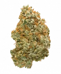 Animal Star Cookies, sert yakıtımsı aroması ve yüksek THC içeriğiyle bilinen dengeli bir hibrit türdür. Yaratıcı etkilerini keşfetmek için hemen görüntüleyin.