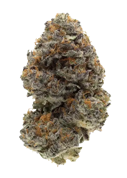 Animal Tree, yakıtımsı ve turunçgil notalarıyla öne çıkan dengeli bir hibrit türdür. Yüksek THC içeriğiyle dikkat çeken bu türün genetik yapısını keşfedin.