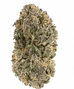 Animalosa, yakıtımsı aroması ve dengeli genetiğiyle öne çıkan bir hibrit türdür. Stres ve anksiyeteye karşı potansiyel faydalarını keşfedin. Hemen görüntüleyin.