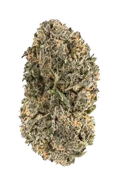 Animalosa, yakıtımsı aroması ve dengeli genetiğiyle öne çıkan bir hibrit türdür. Stres ve anksiyeteye karşı potansiyel faydalarını keşfedin. Hemen görüntüleyin.