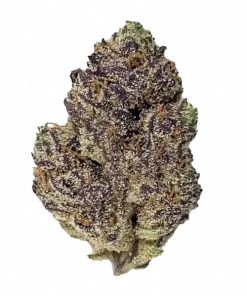 Apes In Space, benzersiz toprak aroması ve dengeli genetiği ile öne çıkan hibrit bir türdür. Yüksek THC içeriğiyle dikkat çeken bu türü keşfedin.