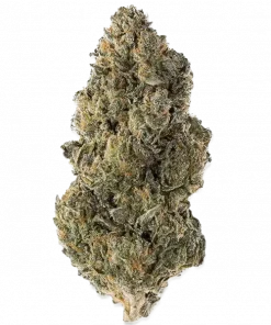 Apollo F1, kimyasal limon aroması ve yüksek THC içeriğiyle öne çıkan bir hibrit türdür. Enerjik etkilerini ve eşsiz aromasını keşfetmek için hemen görüntüleyin.