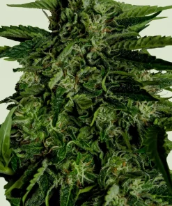 Apollo F1 Auto Fem Esrar Tohumu (Royal Queen Seeds)