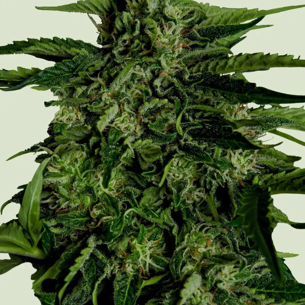 Apollo F1 Auto Fem Esrar Tohumu (Royal Queen Seeds)