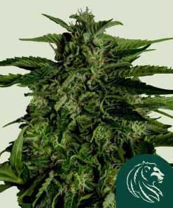 Apollo F1 Auto Fem Esrar Tohumu (Royal Queen Seeds)