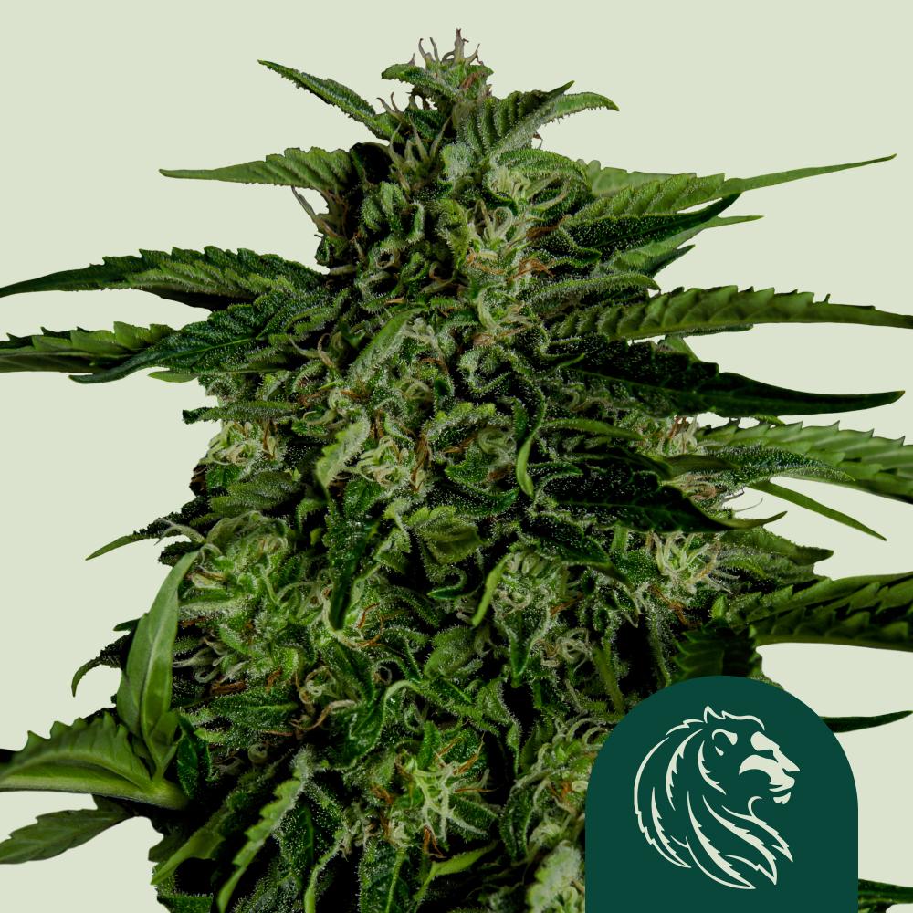 Apollo F1 Auto Fem Esrar Tohumu (Royal Queen Seeds)