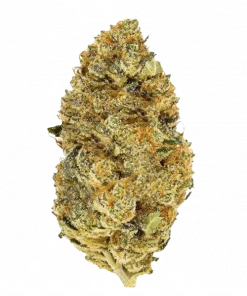 Apple Cobbler, elma aroması ve yüksek enerjisiyle bilinen Sativa baskın bir türdür. Yüksek verim potansiyelini ve eşsiz lezzetini keşfedin.