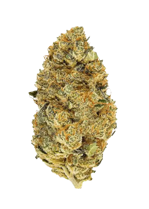 Apple Cobbler, elma aroması ve yüksek enerjisiyle bilinen Sativa baskın bir türdür. Yüksek verim potansiyelini ve eşsiz lezzetini keşfedin.