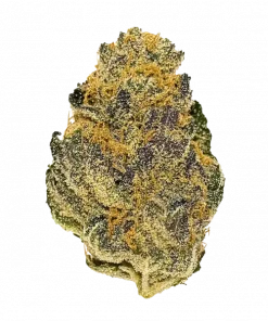 Apple Gelato, kimyasal limon aroması ve THC içeriğiyle öne çıkan dengeli bir hibrit türdür. Benzersiz aromasını ve güçlü etkilerini keşfedin.