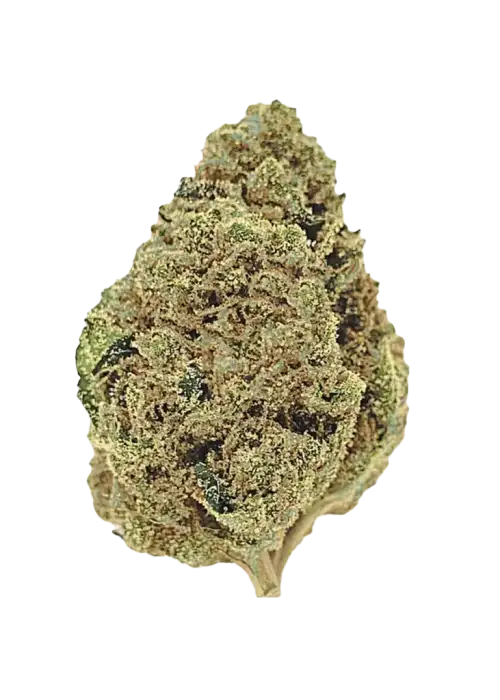 Apple Runtz, tatlı elma aroması ve yüksek THC içeriğiyle bilinen dengeli bir hibrit türdür. Yoğun rahatlama ve keyifli etkileri keşfedin.