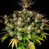 Apple Strudel Auto Fem Esrar Tohumu (Fast Buds)