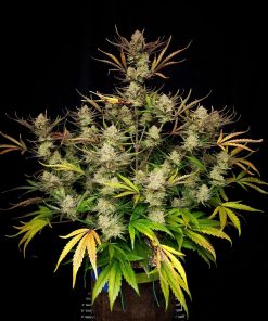 Apple Strudel Auto Fem Esrar Tohumu (Fast Buds)