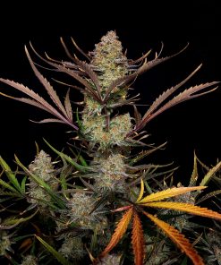 Apple Strudel Auto Fem Esrar Tohumu (Fast Buds)