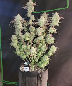 Apple Strudel Auto Fem Esrar Tohumu (Fast Buds)