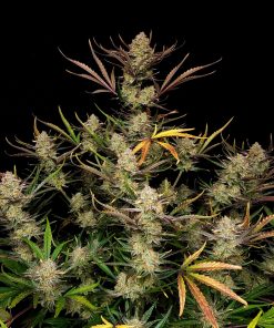 Apple Strudel Auto Fem Esrar Tohumu (Fast Buds)
