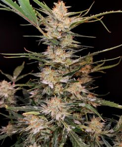 Apple Strudel Auto Fem Esrar Tohumu (Fast Buds)