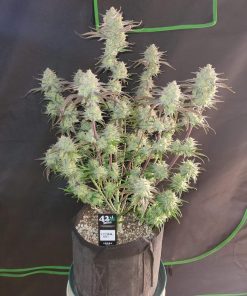 Apple Strudel Auto Fem Esrar Tohumu (Fast Buds)