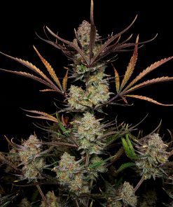 Apple Strudel Auto Fem Esrar Tohumu (Fast Buds)
