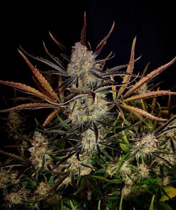 Apple Strudel Auto Fem Esrar Tohumu (Fast Buds)