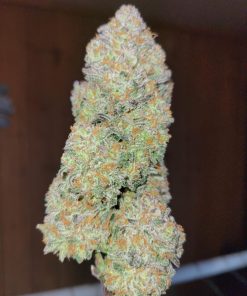 Apple Strudel Auto Fem Esrar Tohumu (Fast Buds)