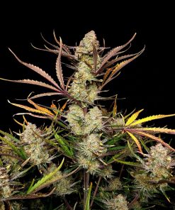Apple Strudel Auto Fem Esrar Tohumu (Fast Buds)