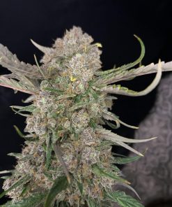 Apple Strudel Auto Fem Esrar Tohumu (Fast Buds)