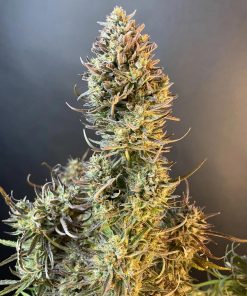 Apple Strudel Auto Fem Esrar Tohumu (Fast Buds)