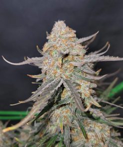 Apple Strudel Auto Fem Esrar Tohumu (Fast Buds)
