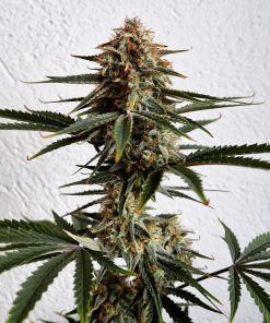 Apple Strudel Auto Fem Esrar Tohumu (Fast Buds)