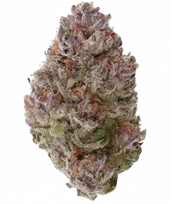 Apple Strudel RF3, elma aroması ve yüksek verimiyle öne çıkan dengeli bir hibrit türdür. Enerji veren etkileriyle gün boyu keyif için ideal. Hemen keşfedin.