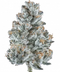 Apples and Diamonds, sert yakıtımsı ve tatlı elma aromalarıyla öne çıkan dengeli bir hibrit türüdür. Yüksek verimli bu türün genetik yapısını keşfedin ve etkilerini görüntüleyin.