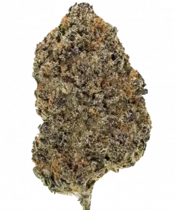 Apples to Oranges, turunçgil aromaları ve yüksek THC içeriğiyle bilinen sativa baskın bir türdür. Canlandırıcı etkilerini ve genetik yapısını keşfedin.