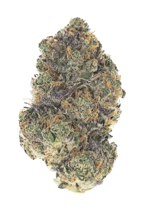 Applez #11, canlı elma aroması ve yüksek enerjisiyle bilinen sativa baskın bir türdür. Dengeli etkileriyle öne çıkıyor. Bu eşsiz türü keşfedin.