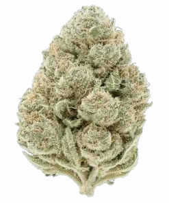 Apricot Auto, kayısı aromalı, THC'li Indica dominant türdür. Yaratıcılığı artıran ve rahatlatan etkileriyle öne çıkar. Özelliklerini keşfedin.