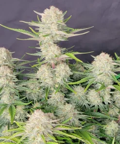 Apricot ™ Auto Fem Esrar Tohumu (Fast Buds)