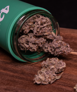 Apricot ™ Auto Fem Esrar Tohumu (Fast Buds)