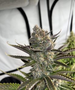 Apricot ™ Auto Fem Esrar Tohumu (Fast Buds)