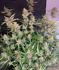 Apricot ™ Auto Fem Esrar Tohumu (Fast Buds)