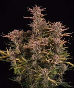 Apricot ™ Auto Fem Esrar Tohumu (Fast Buds)