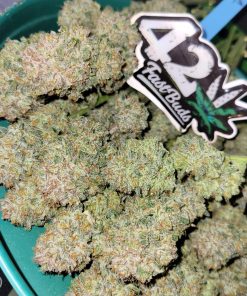 Apricot ™ Auto Fem Esrar Tohumu (Fast Buds)