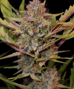 Apricot ™ Auto Fem Esrar Tohumu (Fast Buds)