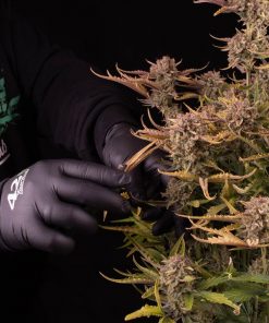 Apricot ™ Auto Fem Esrar Tohumu (Fast Buds)