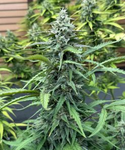 Apricot ™ Auto Fem Esrar Tohumu (Fast Buds)