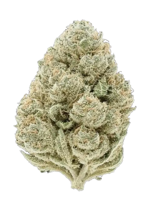 Apricot Auto, kayısı aromalı, THC'li Indica dominant türdür. Yaratıcılığı artıran ve rahatlatan etkileriyle öne çıkar. Özelliklerini keşfedin.