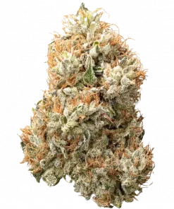 Apricot Oreoz, kimyasal limon aroması ve yüksek THC içeriğiyle öne çıkan dengeli bir hibrit türdür. Meyvemsi ve kremsi lezzetlerini keşfedin.