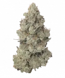 Arctic Wall, yüksek THC'si ve benzersiz ananas aromasıyla bilinen güçlü bir indica türüdür. Derin rahatlama ve uyku için ideal. Özelliklerini keşfedin.