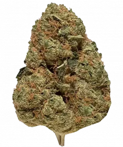 Area 51, tatlı narenciye aroması ve yüksek THC içeriğiyle öne çıkan dengeli bir hibrit türdür. Mutluluk ve yaratıcılık sunan bu türü keşfedin.