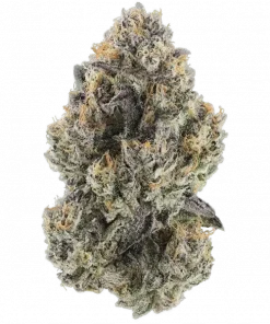 Arjan’s Haze 3, narenciye aromaları ve yüksek THC içeriğiyle öne çıkan Sativa baskın bir türdür. Kısa sürede çiçeklenir. Genetik özelliklerini ve etkilerini keşfedin.