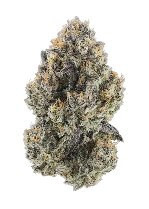 Arjan’s Haze 3, narenciye aromaları ve yüksek THC içeriğiyle öne çıkan Sativa baskın bir türdür. Kısa sürede çiçeklenir. Genetik özelliklerini ve etkilerini keşfedin.